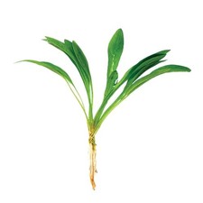 Helanthium Tenellum Echinodorus Small Bare Root 3-5 Inches
