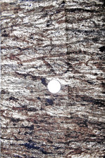 NORTHCOTT STONEHENGE 39080-1 "WOODLAND"BTY