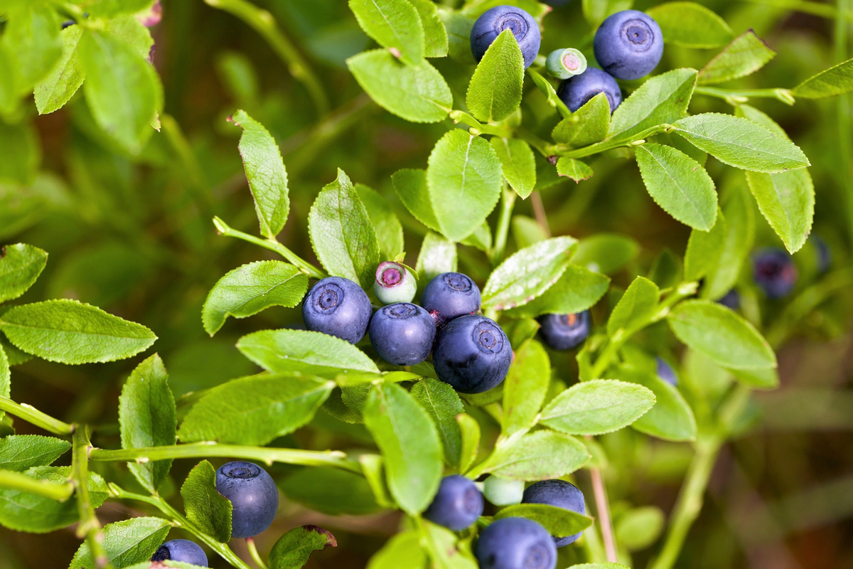 20 DWARF BILBERRY Vaccinium Caespitosum Dwarf Blueberry