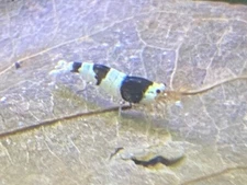 22 Crystal Black Shrimp CBS (Caridina cf. cantonensis) PBL Pure Black Line