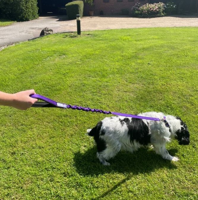 Guinzaglio per Cani 45" con Cordino Elastico Elastico Ammortizzatore Manico Imbottito 19 Colori foto 6