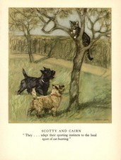 1947 Antique Cairn Terrier Print Scottish Terrier Print Vernon Stokes Art 7086d