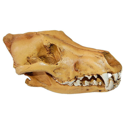Simulated Wolf Skull Well Workmanship Collection Head Model Home - Picture 1 of 9