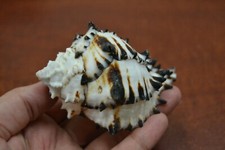 BLACK MUREX SEA SHELL CONCH HERMIT CRAB 3 1/2" - 4" #7362