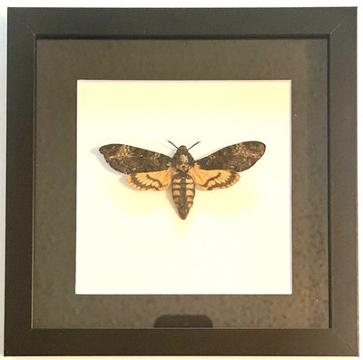 Death s Head Hawk Moth (Acherontia Atropos) Poland