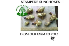 4oz Stampede Sunchoke Tubers, aka Jerusalem Artichokes,Grown with Organic Method