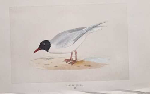 1855 IMPRIMÉ ANCIEN LITTLE GOÉLAND British Birds Morris - Photo 1/2