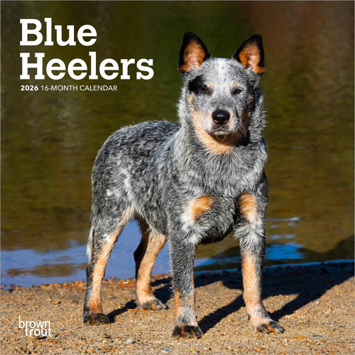 Blue Heelers | 2026 7 x 14 Inch (Hanging) Monthly Mini Wall Calendar | BrownTrou - Picture 1 of 9