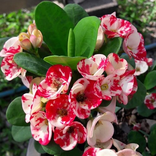 Crown Of Thorns Thai Hybrid Lai Kanok Christ Plant Euphorbia Milii - Picture 6 of 12