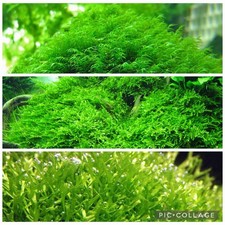 3 1x1 Inch Portions Of Fissiden,riccia, And Christmas Moss Live Plants