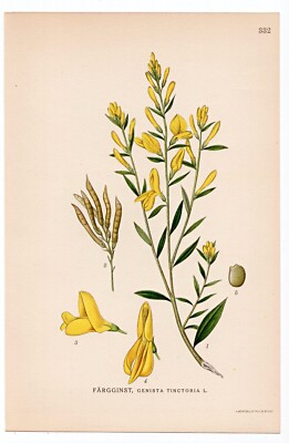 1926 Lindman Botanical Flower Print, Dyer s Greenweed, Dyer's Broom