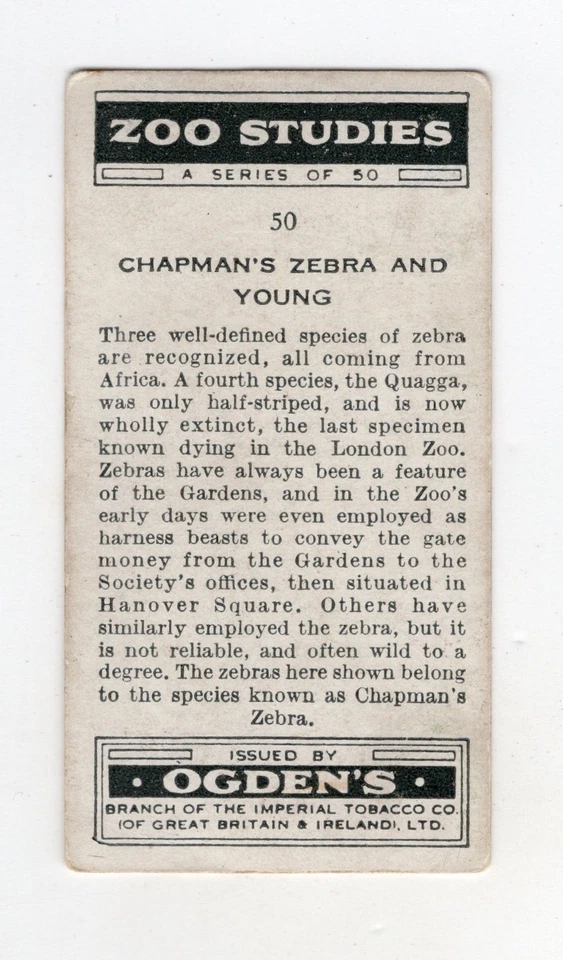 Ogdens Zoo Animals Card 1937. #50 Chapman’s Zebra - image 2 of 2