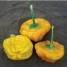 25 seeds Jamaican flats hot pepper easy grow planting garden spicy hot food