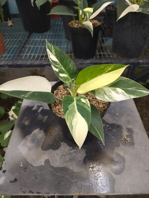 Philodendron Green Congo Marble Variegated Real Picture Rare Plant