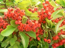 Pyracantha Mohave Firethorn Evergreen Thorny Hardy Shrub Plant | 9cm