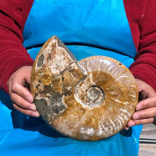 Hermoso espécimen de cristal de caracola fósil de amonita grande natural de 4,81 lb curación - Imagen 6 de 14
