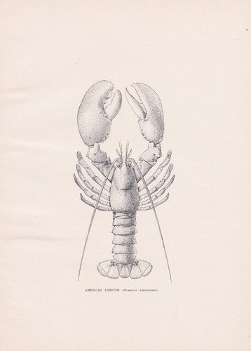 Original Antique Crustacean Print: The American Lobster by S. F Denton 1896 - 第 2/2 張圖片