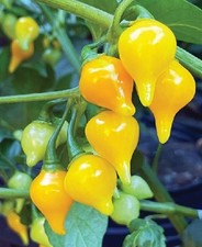 20 - Pepper Seeds   Heirloom Harvest of Premium   Fresh Yellow Biquinho - B 11