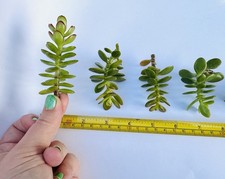 Rare Bany Jade 5 Cuttings mini  Succulent Propagation Dwarf