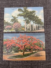 Linen Postcards Miami, FL~ Royal Palms & Flowers and Row Of Royal Poincianas