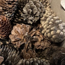 Pine Cones, Seconds, Imperfect, 4 Pounds