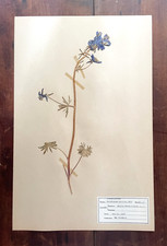 Antique Herbarium Pressed Botanical Specimen 1930s Delphinium 17 X 11 Antique Herbarium Pressed Botanical Specimen 1930s Delphinium 17 X 11
