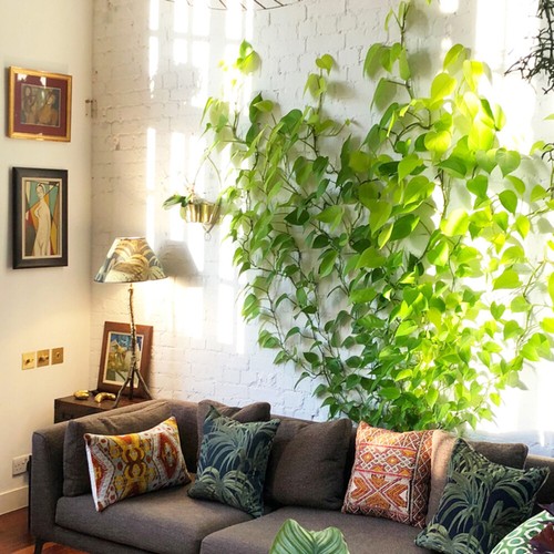 Soporte para plantas de pared 30 piezas enredaderas accesorios clips de fijación de plantas fijación de alambre a presión - Imagen 3 de 11