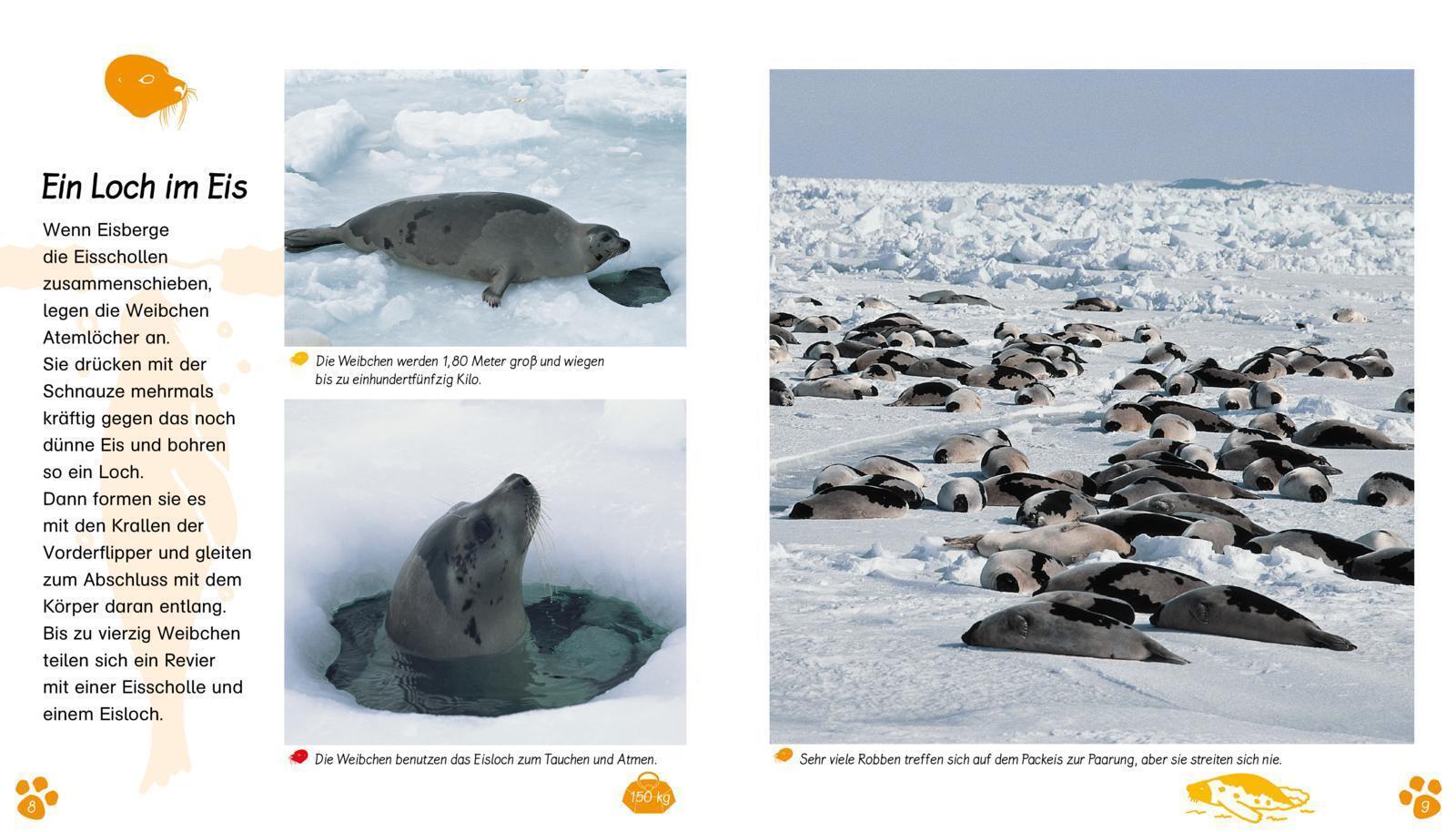 Thumbnail - Die Robbe Valérie Tracqui