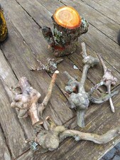 Baumperlen Holz Knollen Knubbel Auswuchs Apfelholz, Drechseln Basteln Baumkrebs?