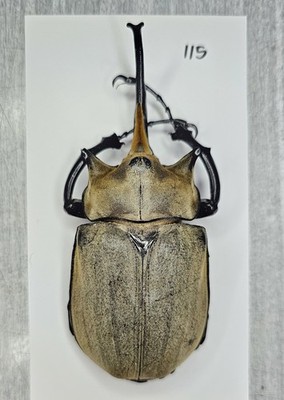 Dynastidae : Megasoma elephas elephas 115mm A1 Wild