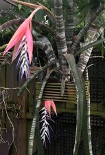 Rare Billbergia brasiliensis Bromeliad Seeds - Fresh from My Plant!