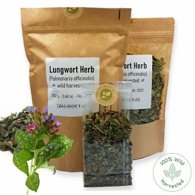Bio LUNGENKRAUT KRÄUTER Pulmonaria officinalis Atemwege Tee Wildernte