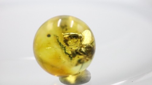 Amber Bead 8.43 mm NOT DRILLED Sphere with Rare Insect trapped for Million Years - Imagen 8 de 11