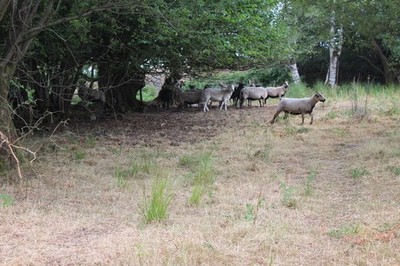 Foto 6x4 Schafe im Silent Valley lokales Naturschutzgebiet Blaina kleine Herde um 2018