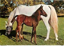 Carte Postale - Animaux - Chevaux - Pouliche et son Poulain - En Pature - CPM -