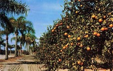 Florida Orange Grove Palm Trees Vintage Standard Chrome Postcard Unposted