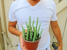 Senecio stapeliiformis Succulent