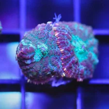 DIYreefer Live Coral WYSIWYG Blue/Green Rainbow Rhodactus Mushroom 2 Polyps