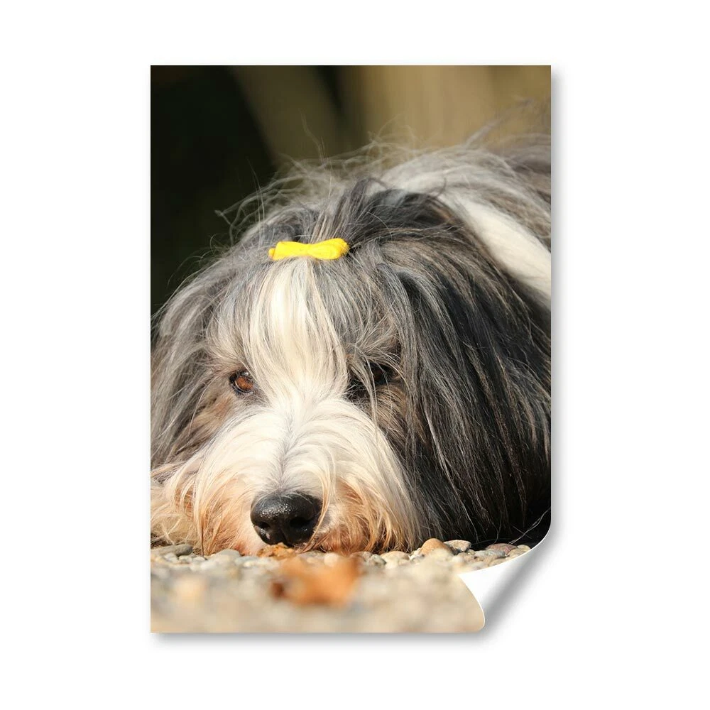 Bearded sales collie puppies