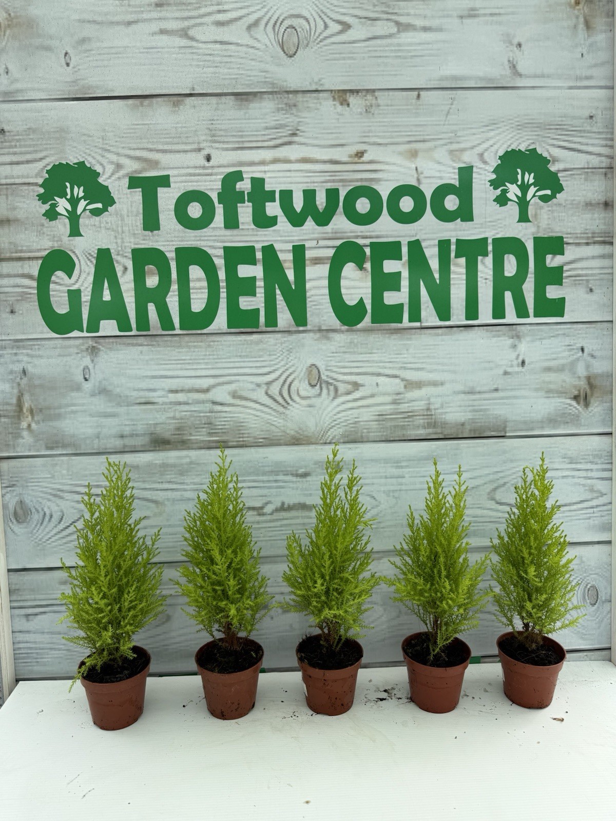 5x Cupressus Wilma Goldcrest- Golden Conifers Evergreen Hardy Plants 9cm Pots