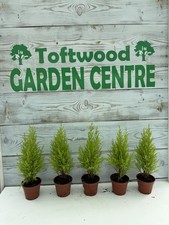 5x Cupressus Wilma Goldcrest- Golden Conifers Evergreen Hardy Plants 9cm Pots
