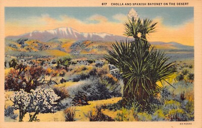 Cholla And Spanish Bayonet Near Palm Springs California Vtg Postcard CP412