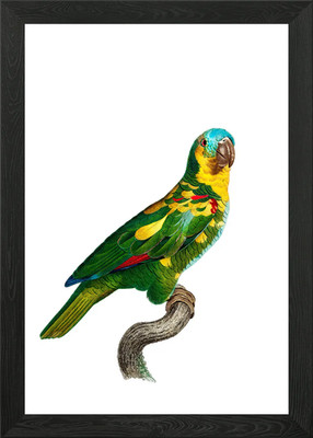 Blue Fronted Amazon Parrot Framed Wall Art Poster Canvas Print Picture