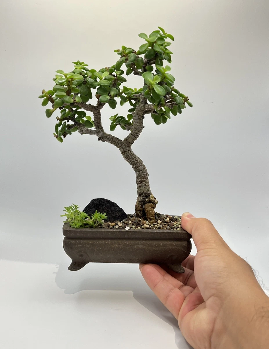 pflaume bonsai Bonsa Sageretia theezans  Chinesischer Pflaumenbaum