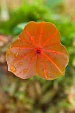 Rare Lepanthes telipogoniflora  orchid plant , not in bloom, mounted, miniature