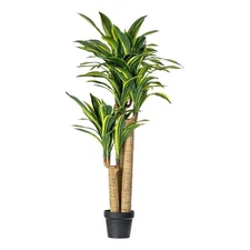 Vickerman 52" Artificial Green and Yellow Real Touch Dracaena Tree.