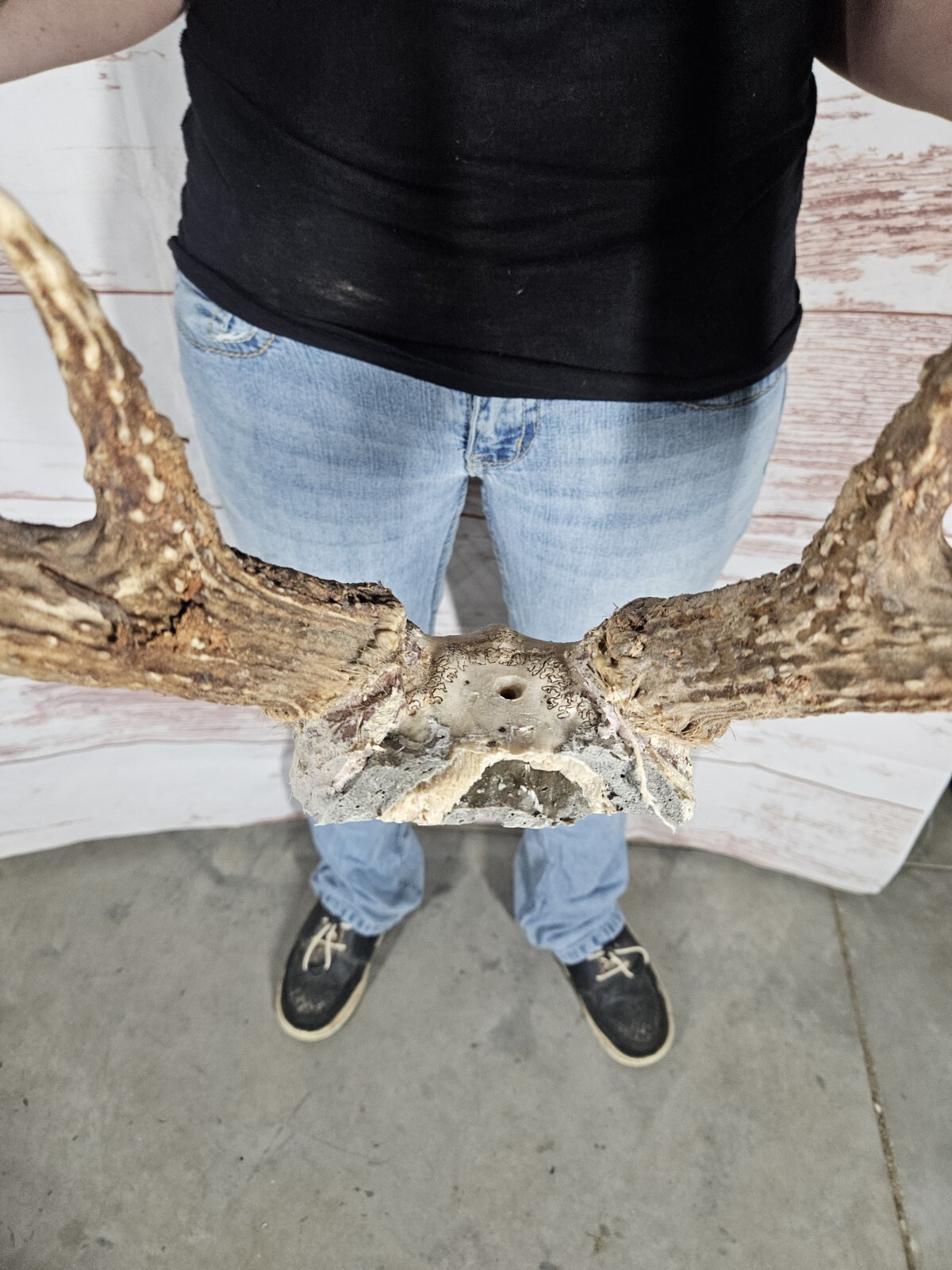 Wild 8 Point Whitetail Deer Antler Rack Horn Skull Plate Decor Man Cave ...