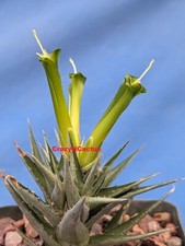 Deuterocohnia brevifolia Bromeliad W/Green Flowers MULTI HEADS 3" Wide 3.25" Pot