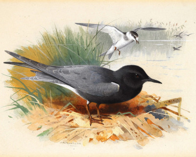 Archibald Thorburn  Black Tern  Great Shearwater    Wall  Art  Canvas