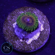 CS KDR BIG BIRD & KERMIT ZOA - WYSIWYG LIVE CORAL
